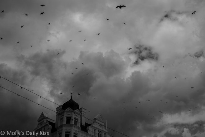 Crows circling in the sky for Beckon and despair