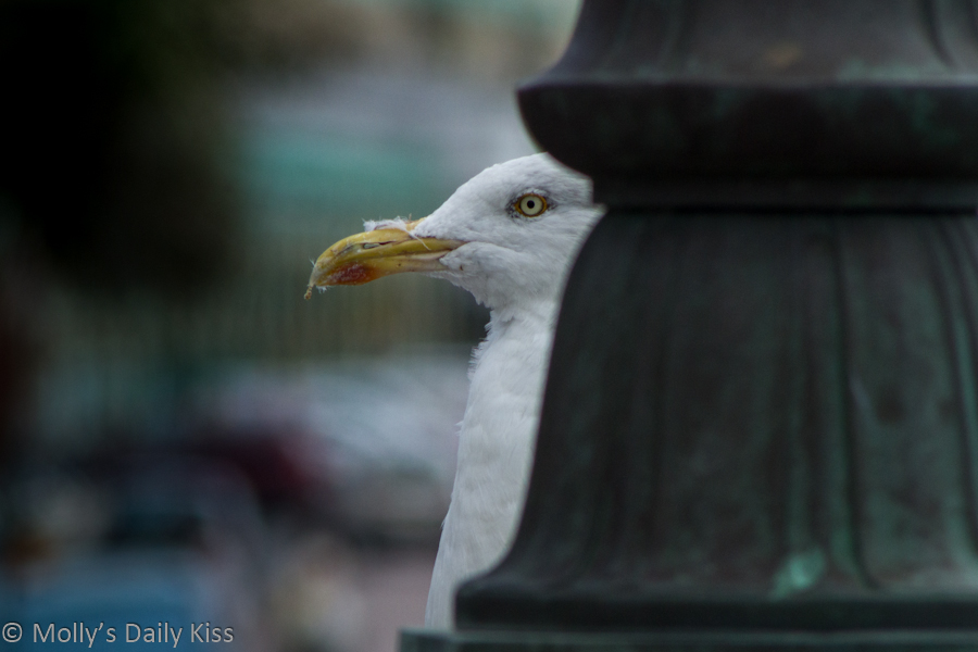 Gull peeking out from behind a pole for Pecking Order