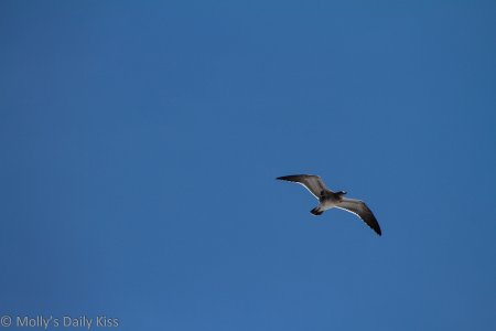 a gull flying for lift